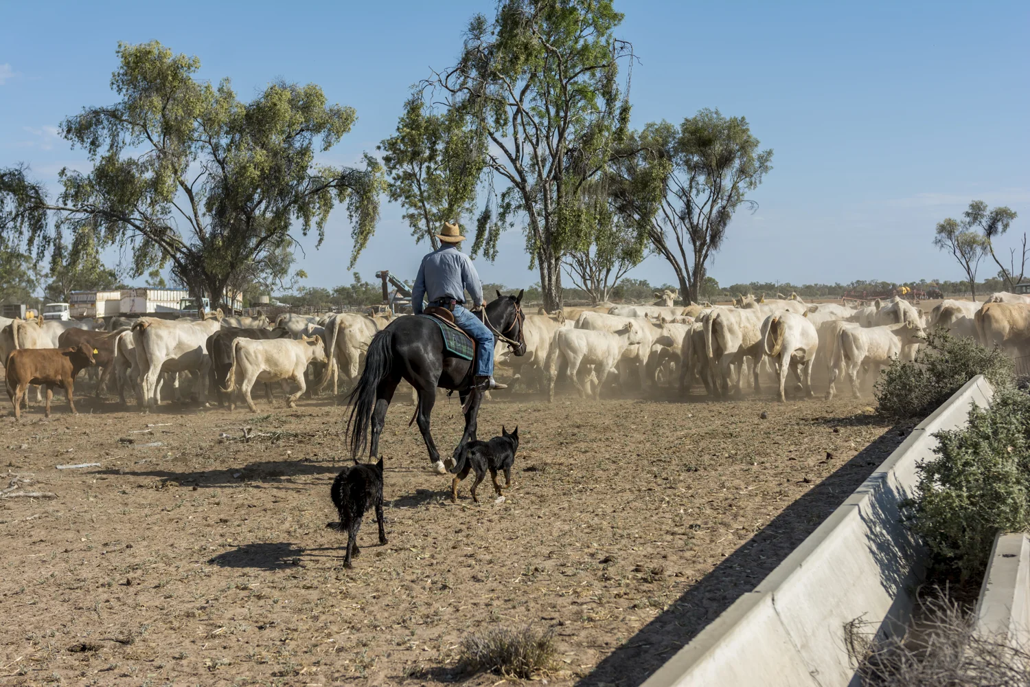 TRMS reconhece peão de comitiva pantaneira como segurado especial e garante aposentadoria rural